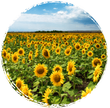 Aceite de girasol